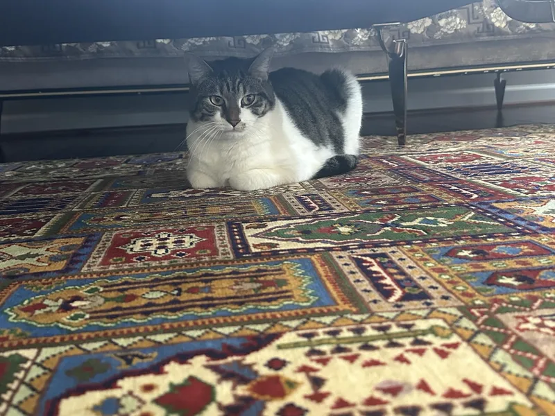 Iris And Zephyr thumbnail 2