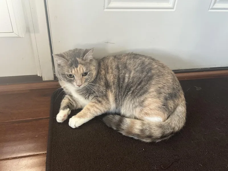 Iris And Zephyr thumbnail 4