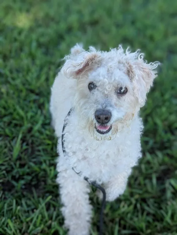 An adult medium-sized male White / Cream Poodle dog named Sparky for adoption in Aiken, SC