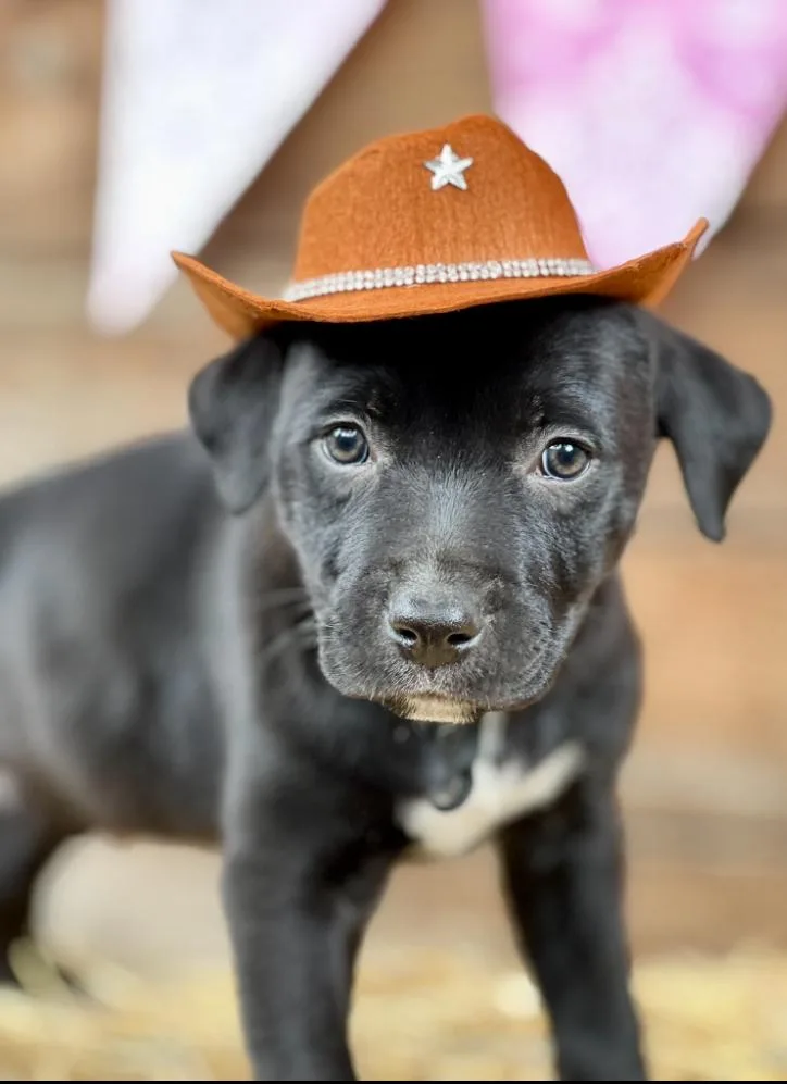 A baby medium-sized male Pit Bull Terrier dog named Grand Ol Opry Boys for adoption in Portland, OR