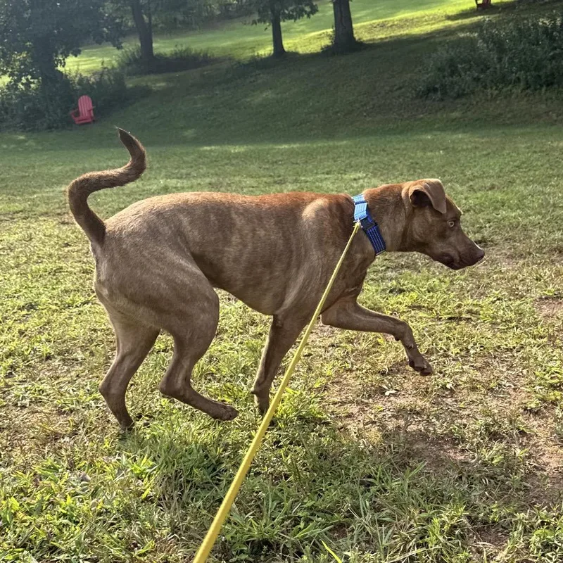 Chaco