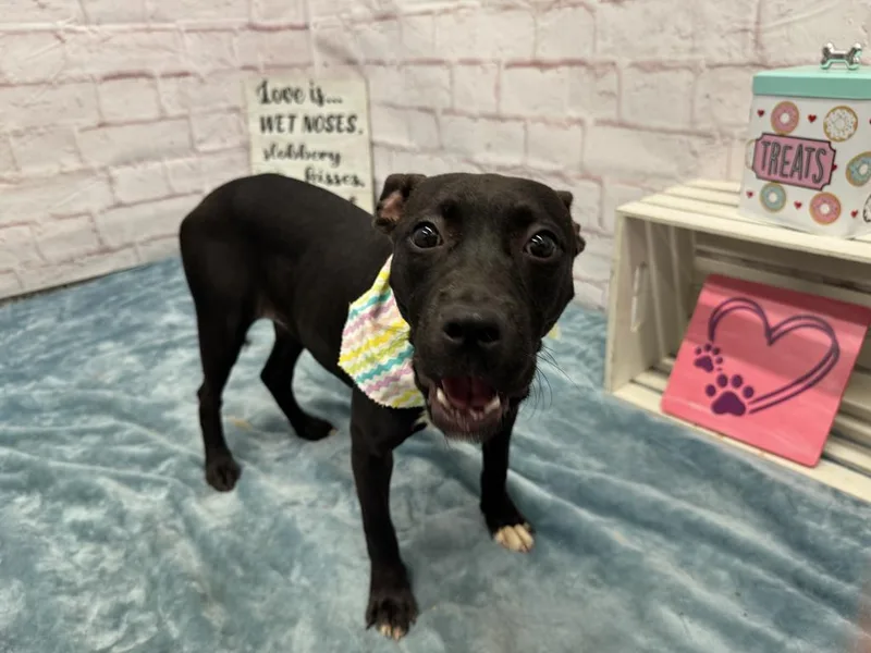 A baby medium-sized female Mixed Breed dog named Yves for adoption in Detroit, MI