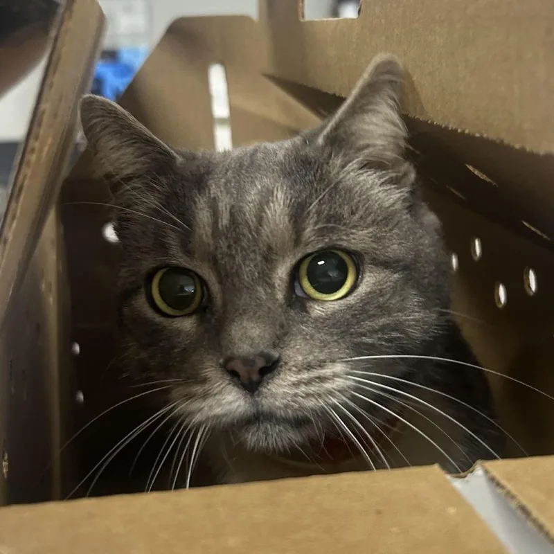 A senior large-sized female Gray / Blue / Silver Domestic Short Hair cat named Catness for adoption in Newark, NJ