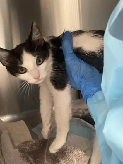 A young small-sized male Domestic Medium Hair cat named Monday for adoption in Roseville, CA