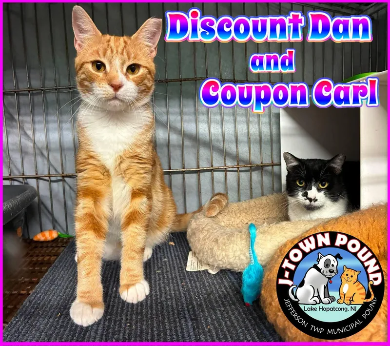 Discount Dan & Coupon thumbnail 2