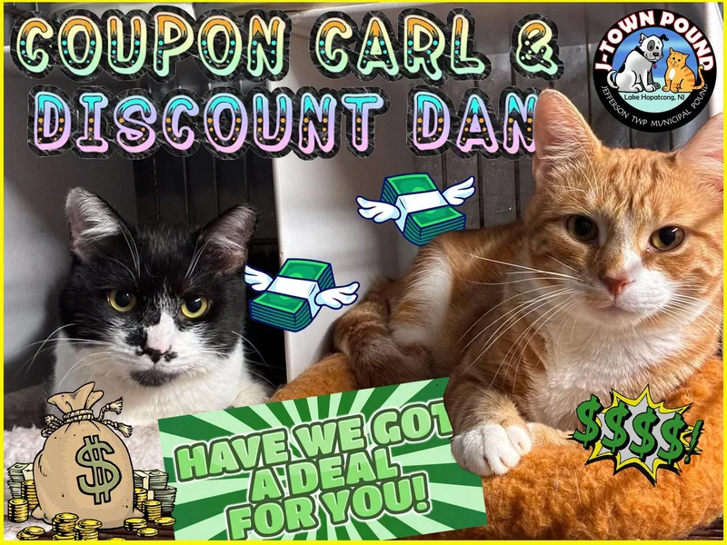 Discount Dan & Coupon thumbnail 3