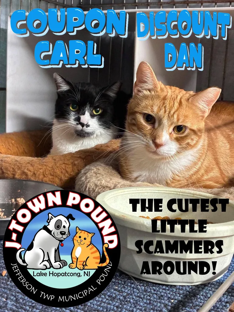 Discount Dan & Coupon thumbnail 4