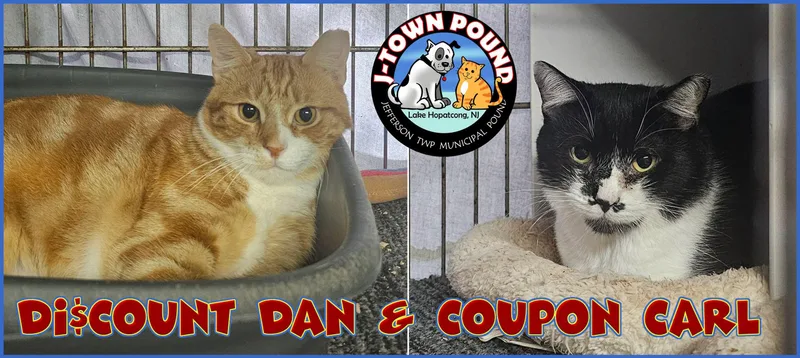 Discount Dan & Coupon thumbnail 5