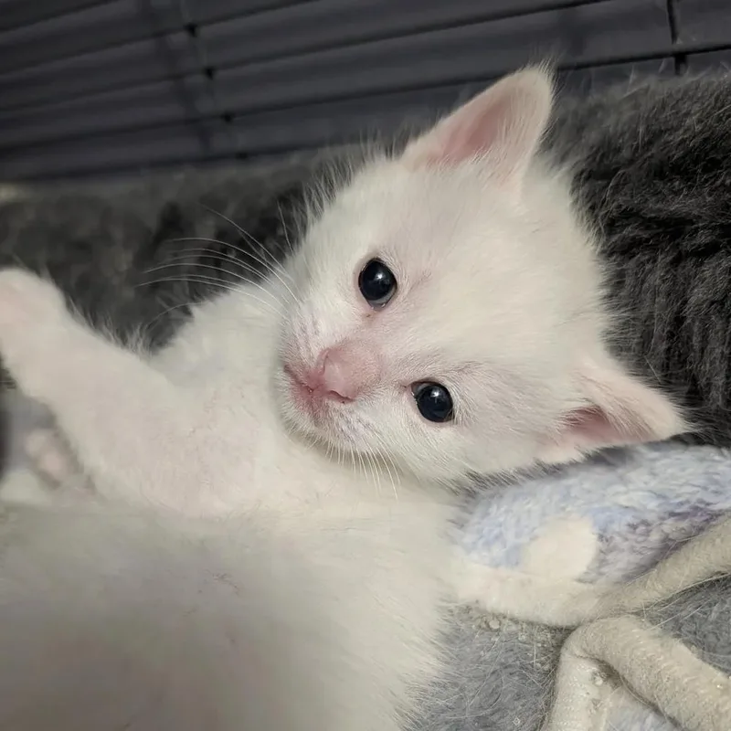 A baby medium-sized female White Domestic Short Hair cat named Satin for adoption in Davison, MI