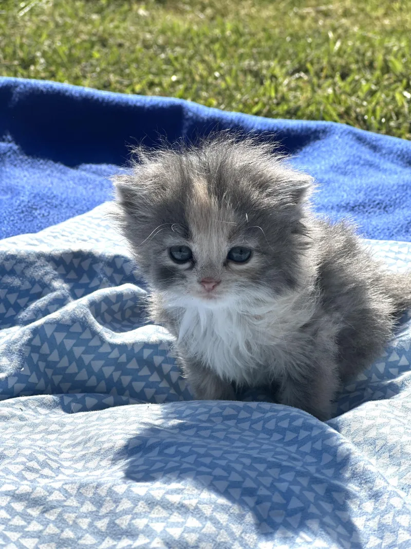 Margarita