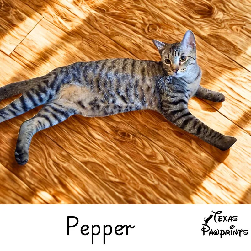 A young medium-sized male Tabby (Brown / Chocolate) Tabby cat named Pepper for adoption in Dallas, TX