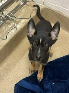 A baby medium-sized male German Shepherd Dog dog named BeastBoy for adoption in Visalia, CA