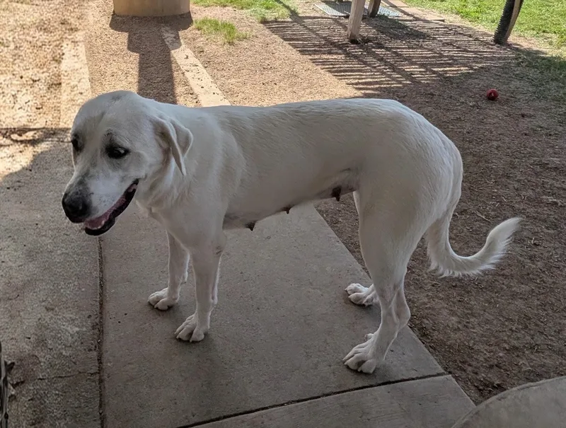 An adult large-sized female Great Pyrenees dog named Lilly A for adoption in Plano, TX