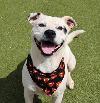 A young large-sized male Mixed Breed dog named Octo for adoption in Athens, GA