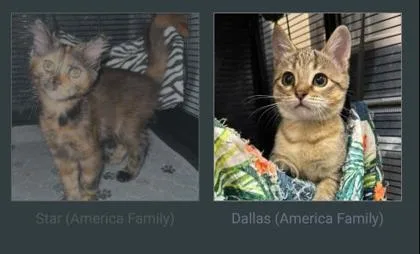 A young small-sized female Domestic Short Hair cat named Dallas for adoption in Beatrice, NE