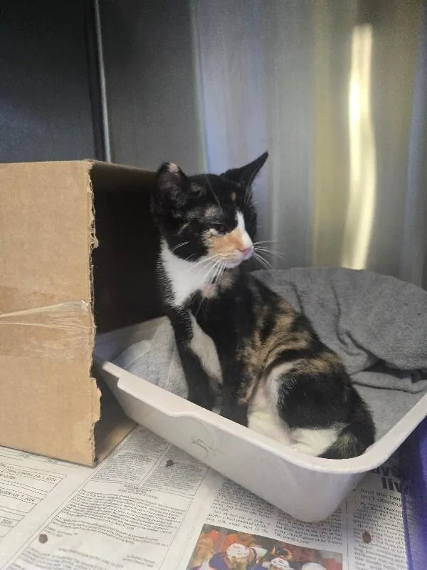 A young medium-sized female Domestic Short Hair cat named Cayenne for adoption in Cortland, NY
