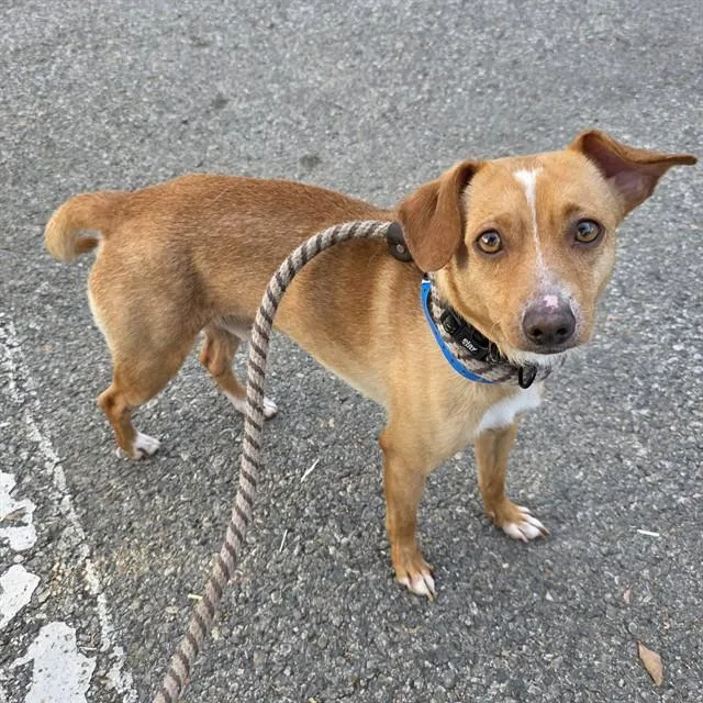 An adult medium-sized male Chihuahua dog named All Might for adoption in Long Beach, CA
