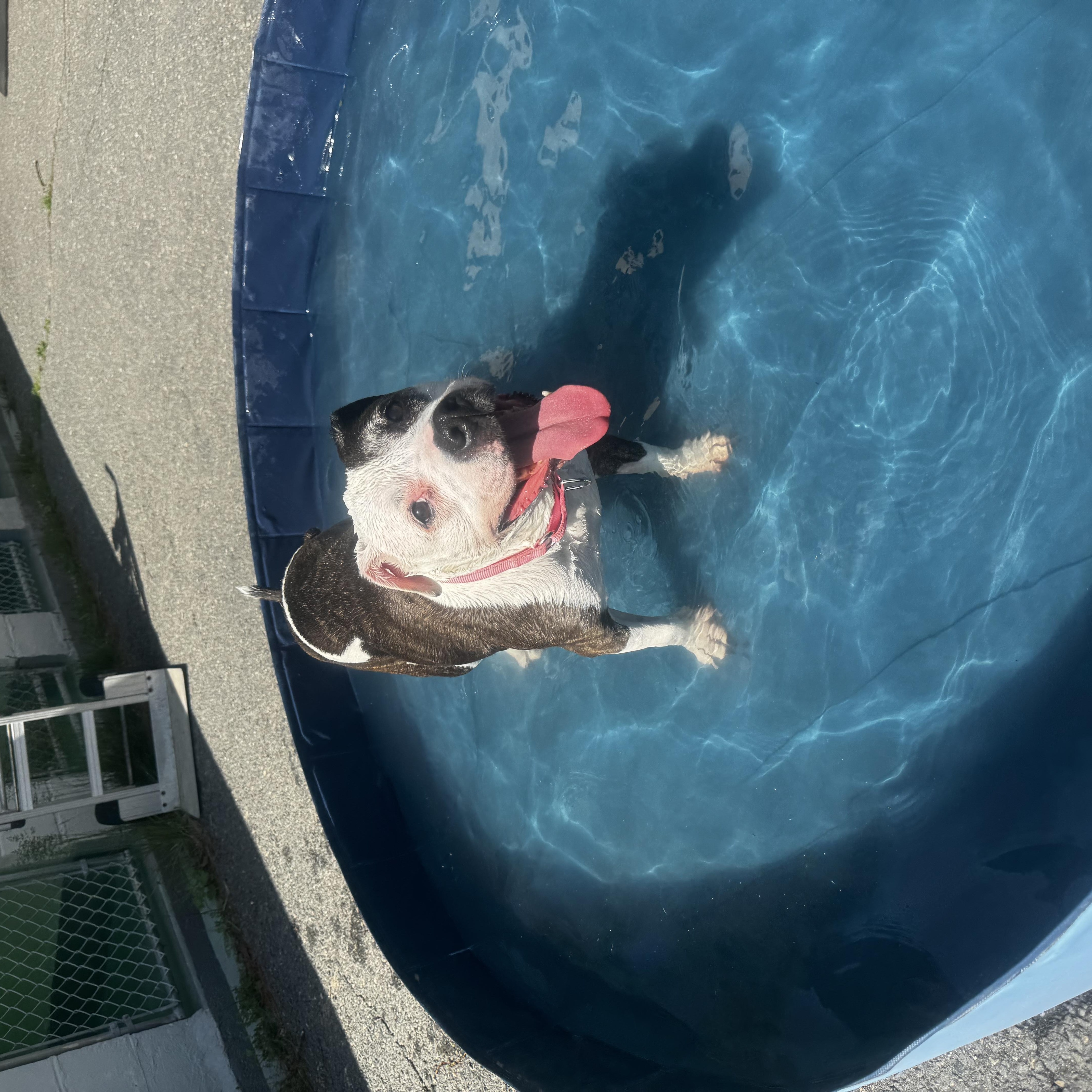 Daisy thumbnail 2