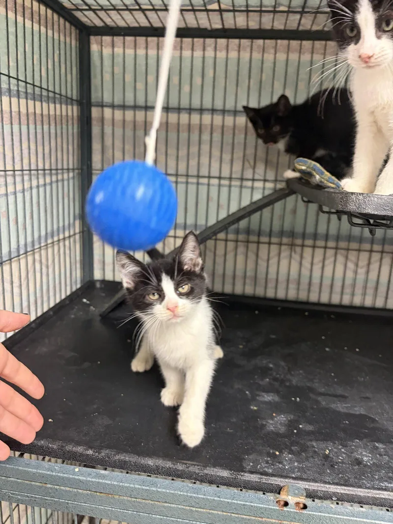 A baby large-sized male Black & White / Tuxedo Domestic Short Hair cat named Edmund for adoption in Ringwood, NJ