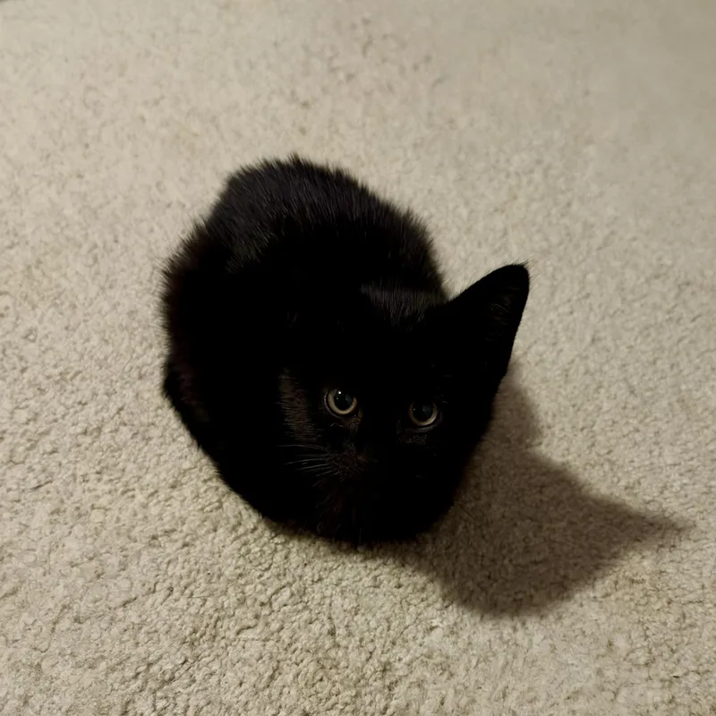 A baby medium-sized female Black Domestic Short Hair cat named Honey for adoption in Wheat Ridge, CO