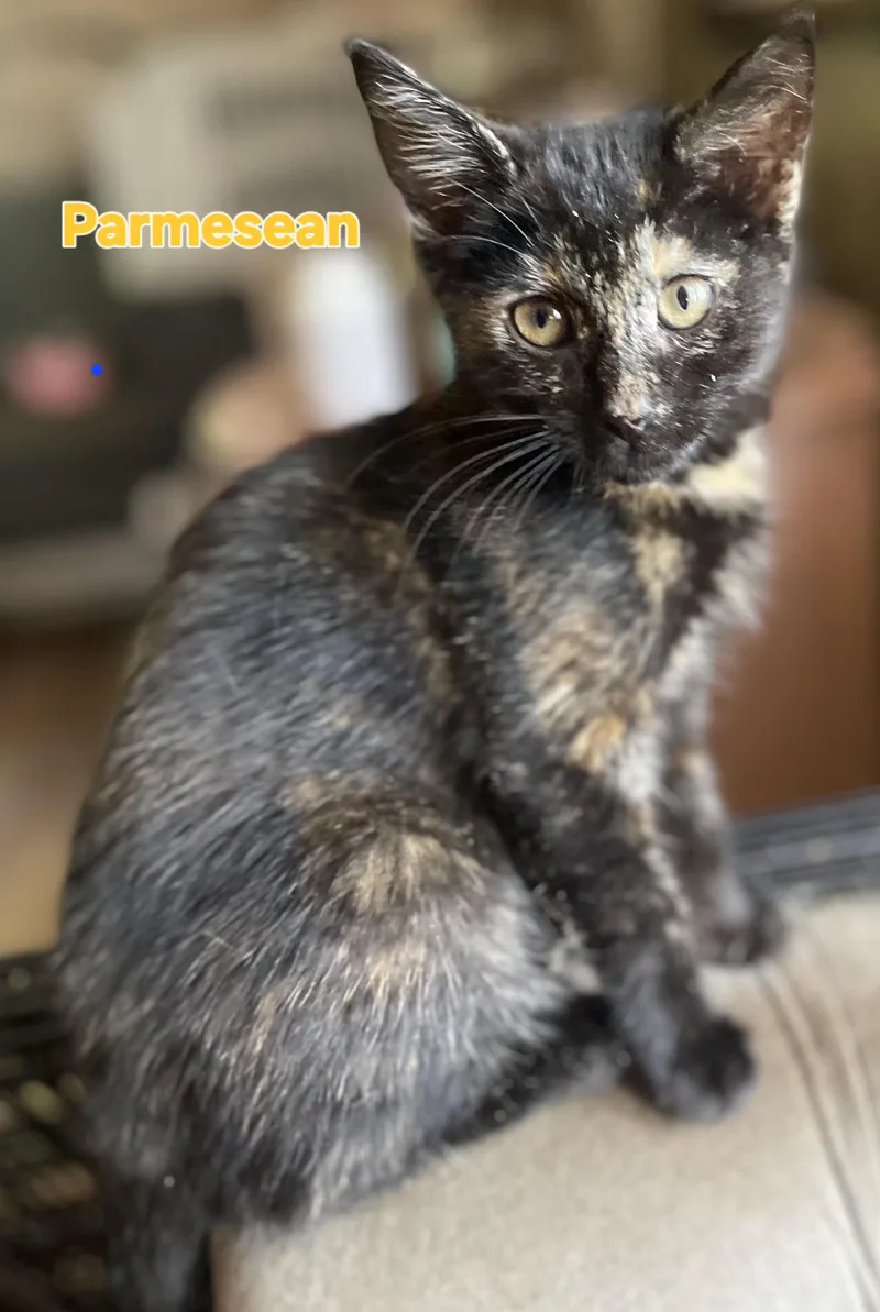 A young medium-sized female Tortoiseshell cat named Parmesean for adoption in Bethpage, NY