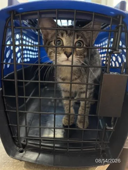 A baby small-sized female American Shorthair cat named Tourist for adoption in North Richland Hills, TX