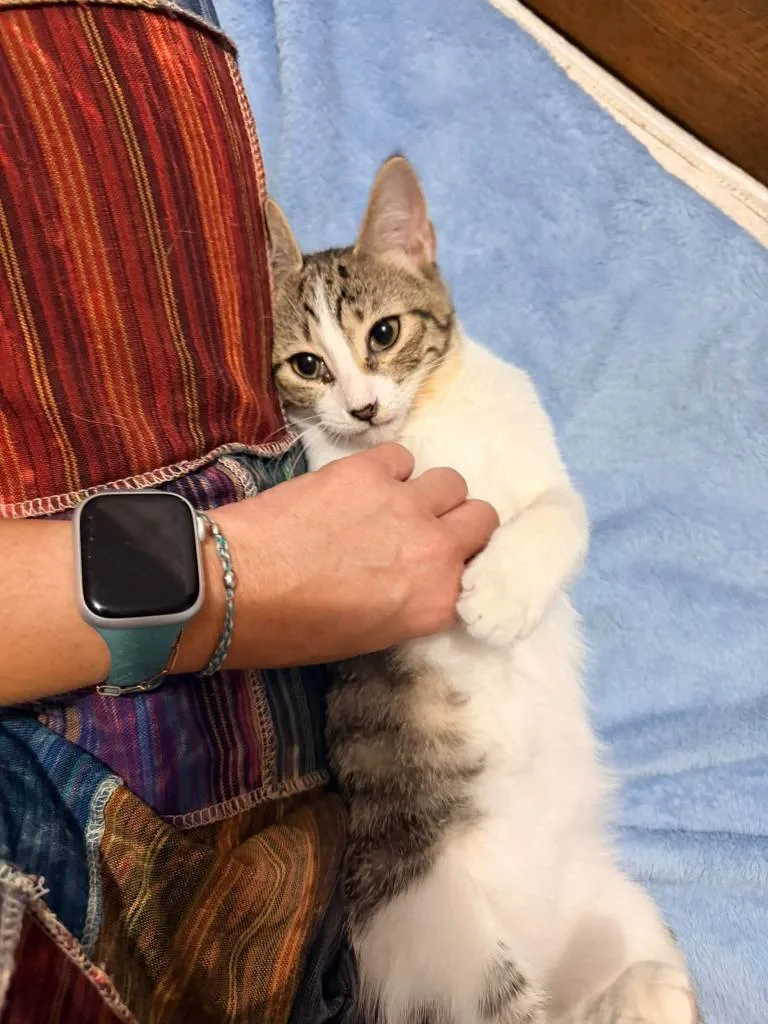 A baby medium-sized female Domestic Short Hair cat named Spree for adoption in Miami, OK