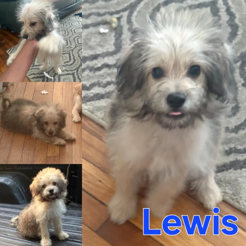 Lewis thumbnail 2