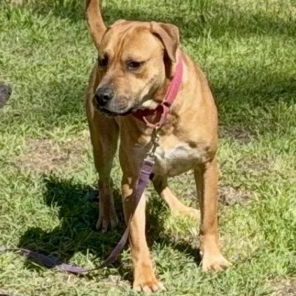 An adult medium-sized male Yellow / Tan / Blond / Fawn Mixed Breed dog named Hooch for adoption in Bennettsville, SC