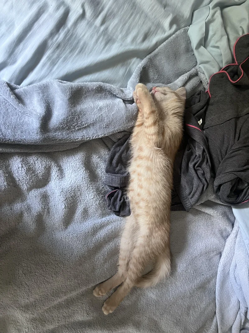 A baby small-sized male Domestic Short Hair cat named Harvey for adoption in Bethel Park, PA