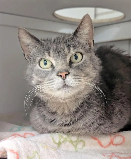 An adult medium-sized female Domestic Short Hair cat named Collette for adoption in Canfield, OH
