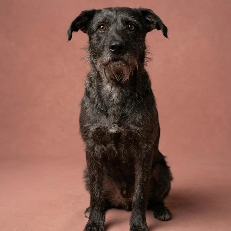 A young medium-sized female Gray / Blue / Silver Terrier dog named Sunshine for adoption in Tishomingo, OK