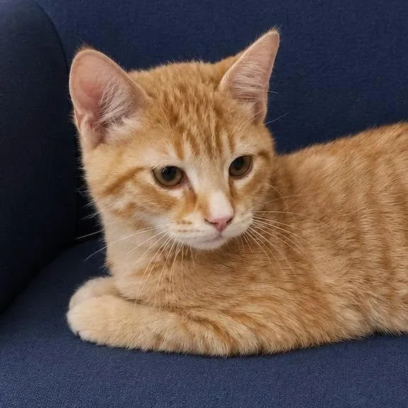 A young medium-sized male Tabby (Orange / Red) Tabby cat named Willie Nelson for adoption in Slidell, LA