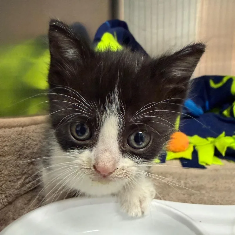 A baby small-sized female Black Domestic Short Hair cat named Snow Cone for adoption in Columbus, GA