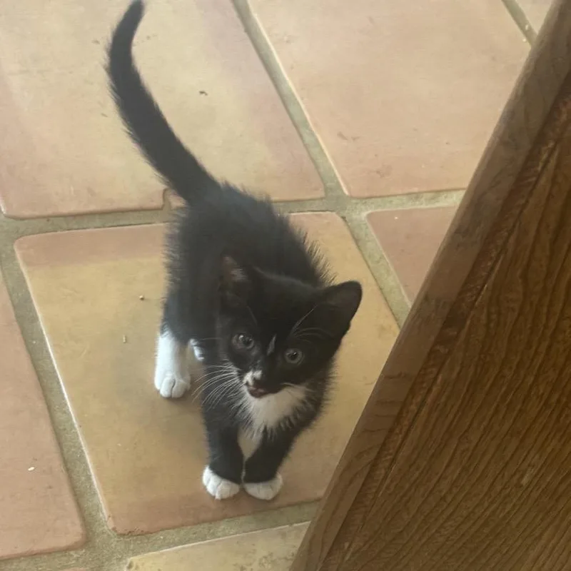 A baby small-sized male Black Domestic Short Hair cat named Sylvester for adoption in Missouri City, TX