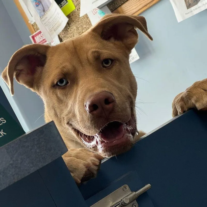 An adult large-sized male Labrador Retriever dog named Soul for adoption in Kingman, AZ