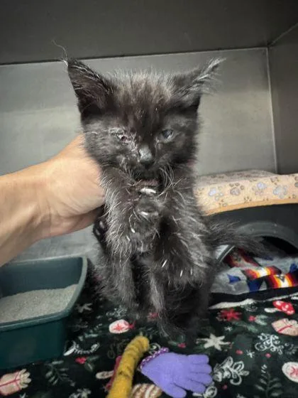 A baby small-sized female Domestic Long Hair cat named Topanga for adoption in Shawano, WI