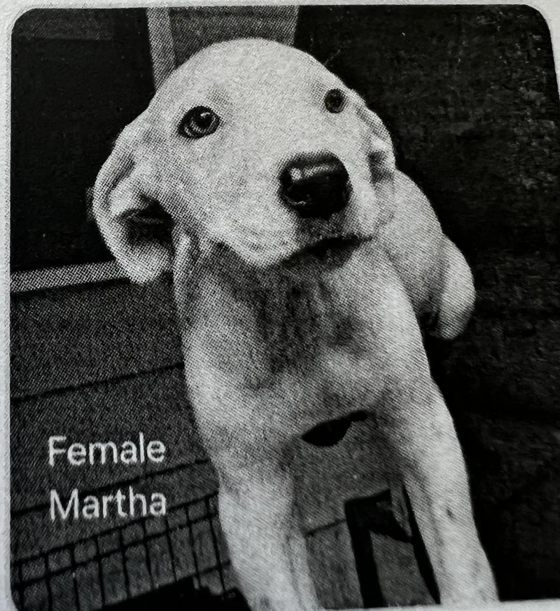 A baby medium-sized female White / Cream Terrier dog named Martha for adoption in New Windsor, NY