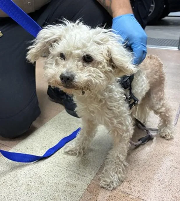 An adult small-sized male Poodle dog named Dulce de Leche for adoption in Pacifica, CA