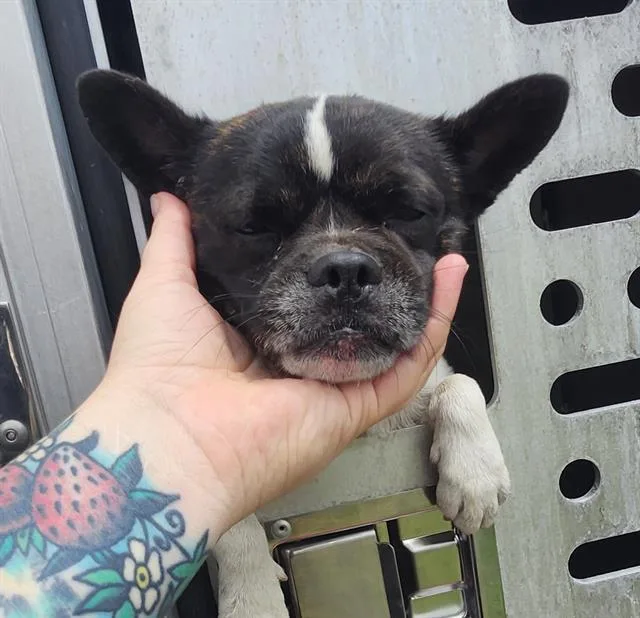 Little Bruno