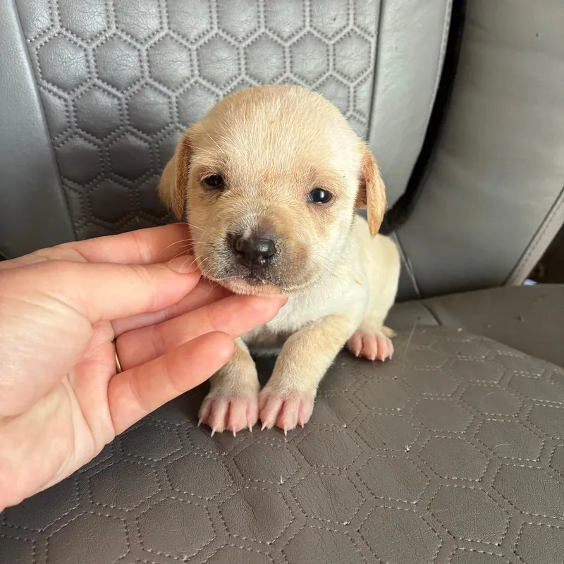 A baby small-sized female White / Cream Mixed Breed dog named Yam for adoption in Alexandria, VA