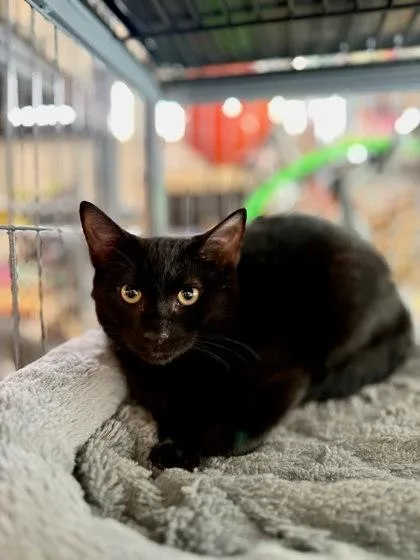 An adult small-sized male Domestic Short Hair cat named Magic for adoption in Chamblee, GA