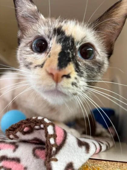 An adult medium-sized female Domestic Short Hair cat named Opal for adoption in Scottsbluff, NE