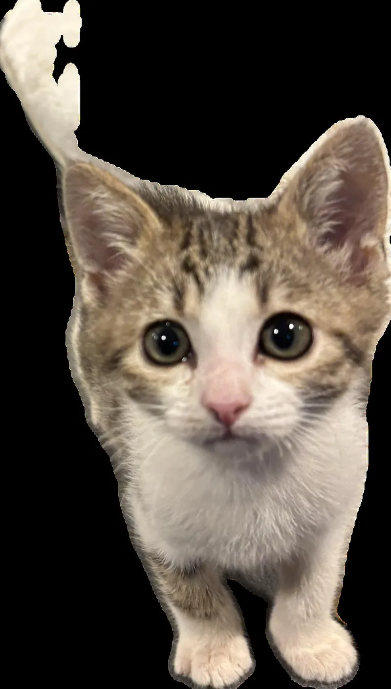 Kwon Treece thumbnail 3