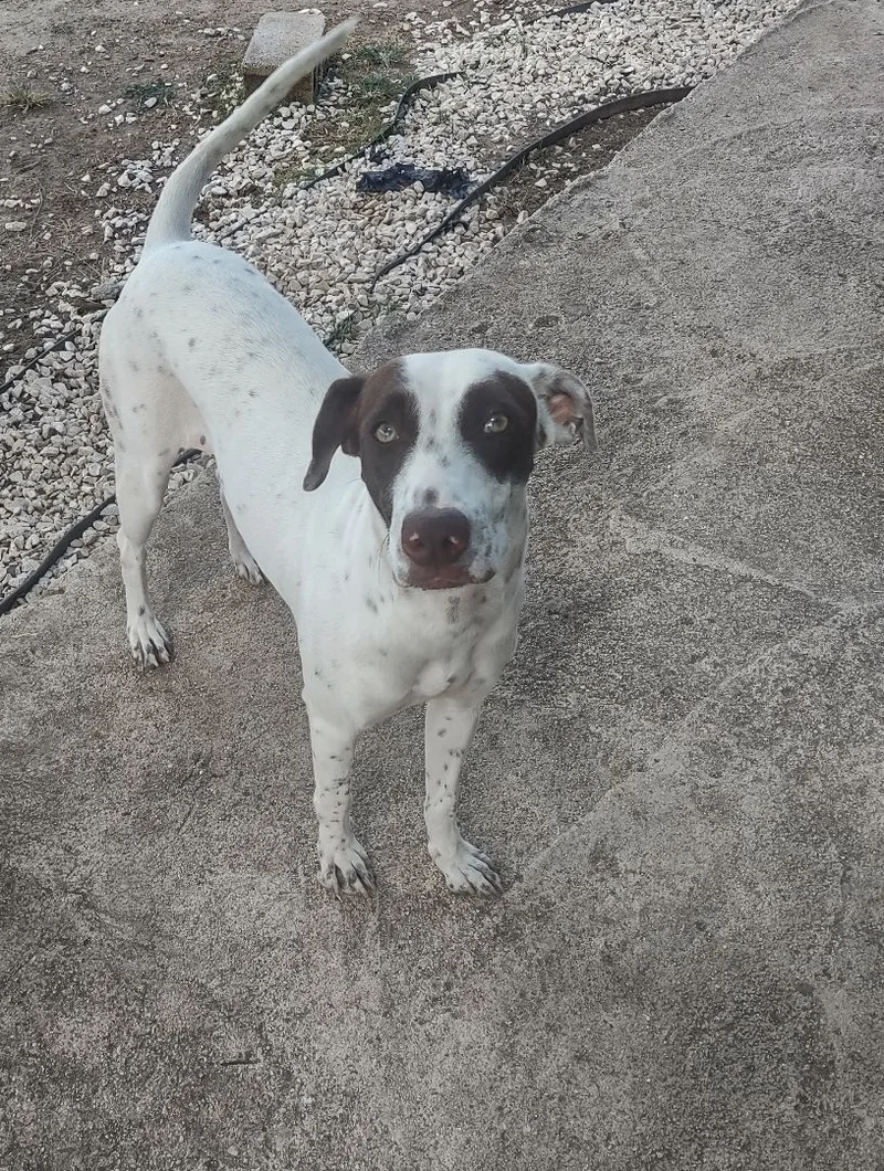 An adult medium-sized female White / Cream Mixed Breed dog named Molly for adoption in Guayama, PR
