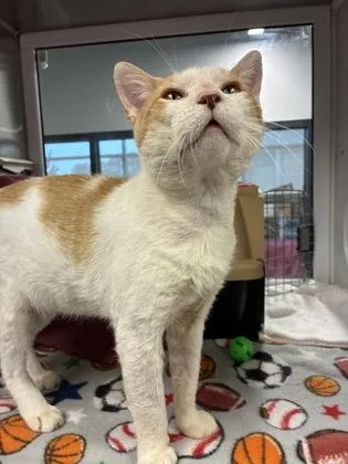 An adult medium-sized male White Domestic Short Hair cat named Johns Manville for adoption in Kansas City, MO