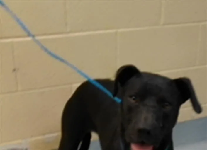 An adult large-sized female Labrador Retriever dog named Scarlett for adoption in Tulsa, OK