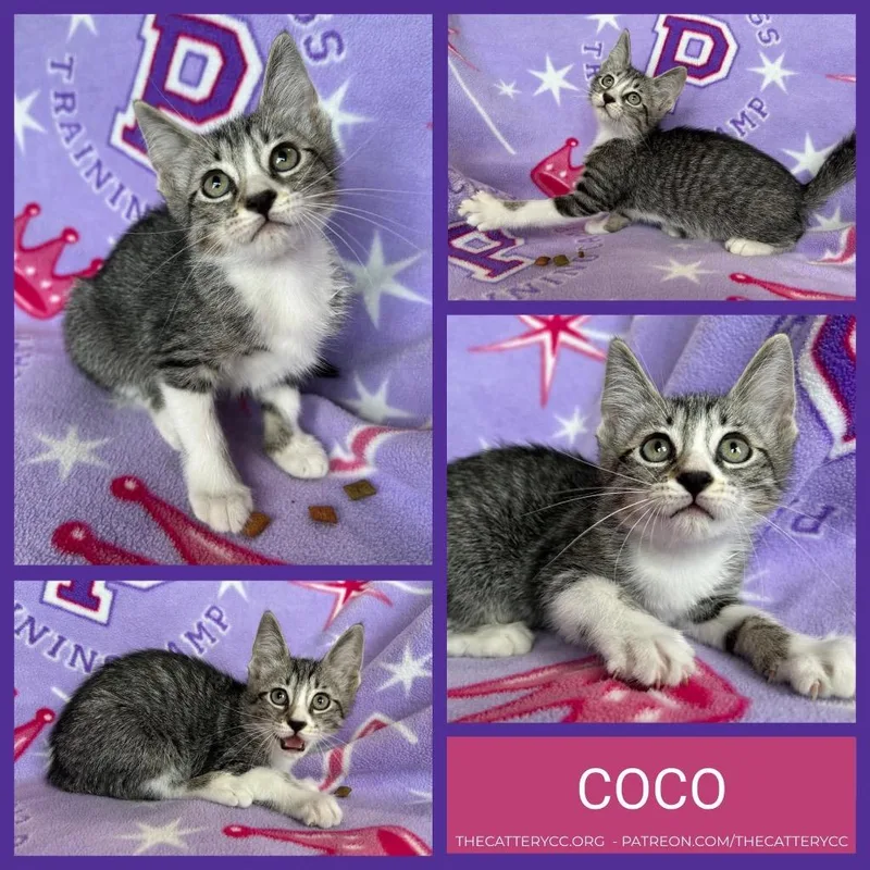 A baby small-sized female Domestic Short Hair cat named Coco for adoption in Corpus Christi, TX