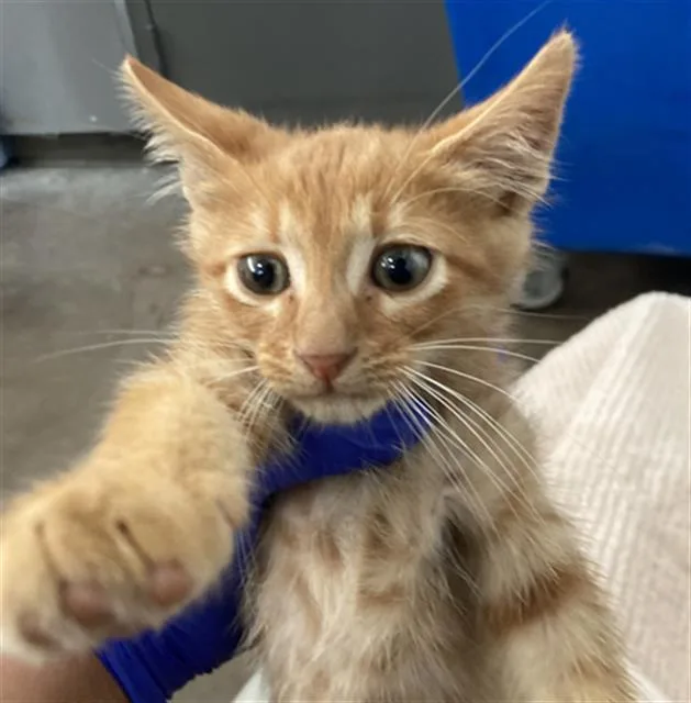A baby medium-sized male Domestic Short Hair cat named Sol for adoption in Dallas, TX