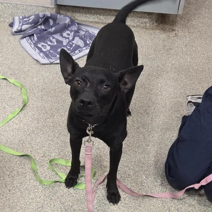 A young medium-sized male Black Mixed Breed dog named Harry Potter for adoption in Jacksonville, FL
